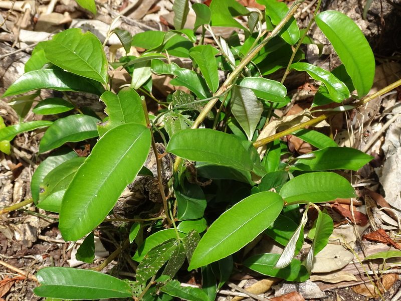 Chrysophyllum mexicanum, photographed by Alexis López Hernández