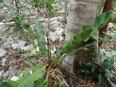 Anthurium schlechtendalii, photographed by Alexis López Hernández