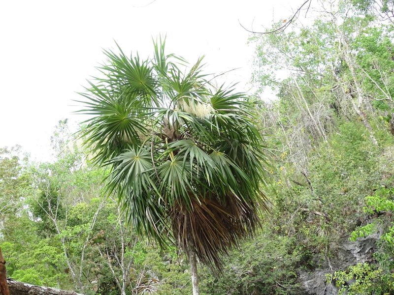 Thrinax radiata, photographed by Alexis López Hernández