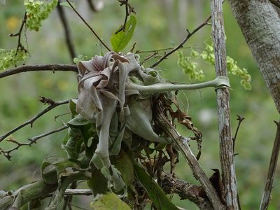 Tillandsia streptophylla, photographed by Alexis López Hernández