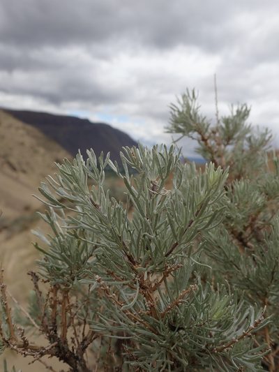 Artemisia rigida, photographed by Nolan Exe