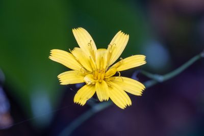 Hieracium venosum, photographed by Ben Smith