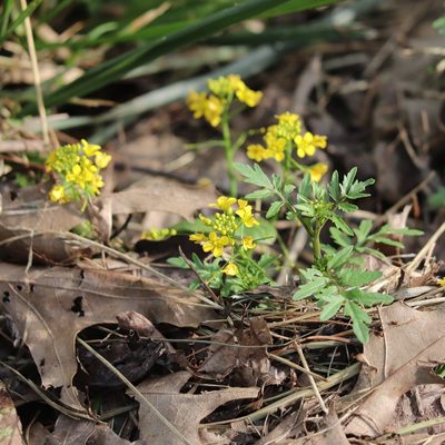 Rorippa sylvestris, photographed by Mark Apgar
