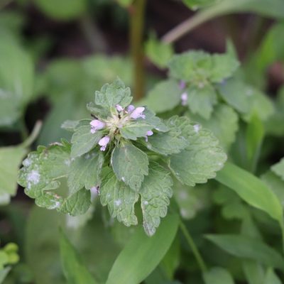 Lamium purpureum, photographed by Mark Apgar