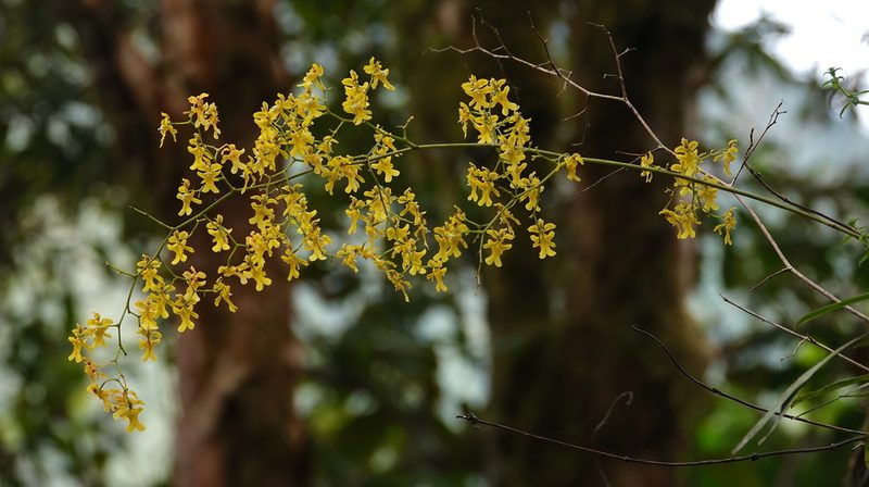 Oncidium ornithorhynchum, photographed by desertnaturalist