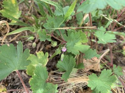 Geranium rotundifolium, photographed by Ashwin Srinivasan