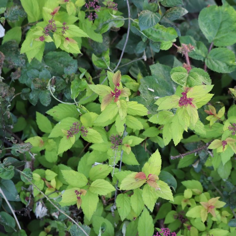 Spiraea japonica, photographed by Mark Apgar