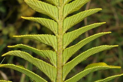 Asplenium obtusatum, photographed by Pieter Pelser