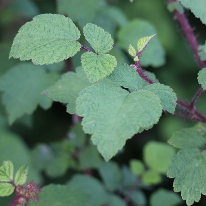 Rubus phoenicolasius, photographed by Mark Apgar