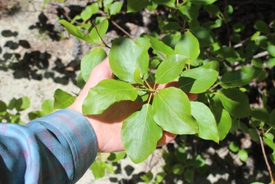 Populus balsamifera, photographed by Steven Lamonde