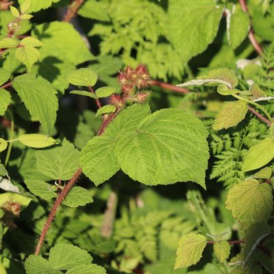 Rubus phoenicolasius, photographed by Mark Apgar