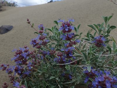 Salvia dorrii, photographed by Nolan Exe