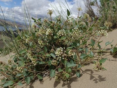 Abronia mellifera