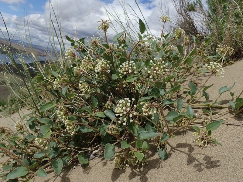 Abronia mellifera, photographed by Nolan Exe