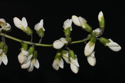 Baptisia lactea, photographed by Brian Finzel