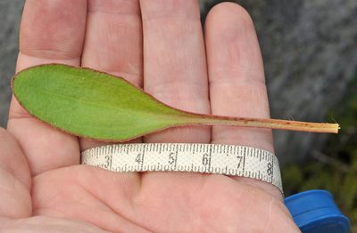 Plantago raoulii, photographed by Pieter Pelser