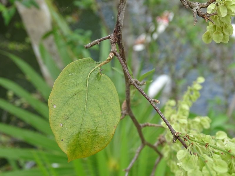 Gymnopodium floribundum, photographed by Alexis López Hernández