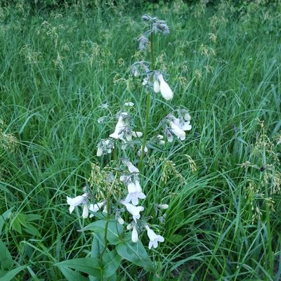 Penstemon digitalis, photographed by Robert Hoard