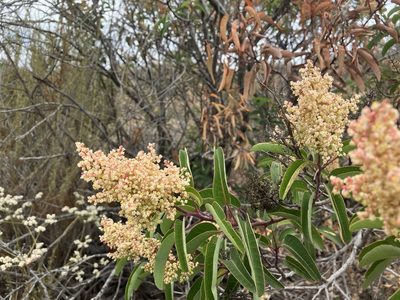 Malosma laurina, photographed by Jess Mullins