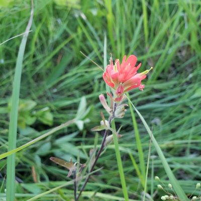 Castilleja coccinea, photographed by Robert Hoard