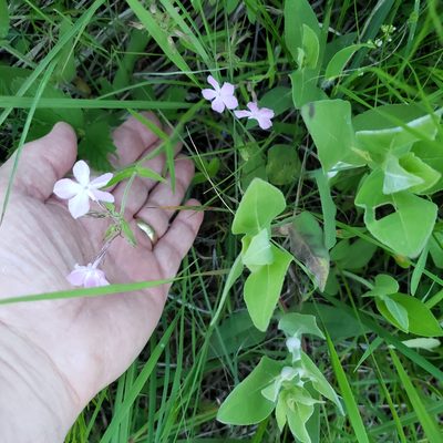 Phlox pilosa, photographed by Robert Hoard