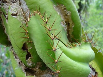 Deamia testudo, photographed by Alexis López Hernández
