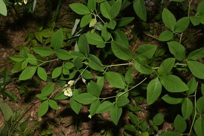Baptisia megacarpa, photographed by Brian Finzel
