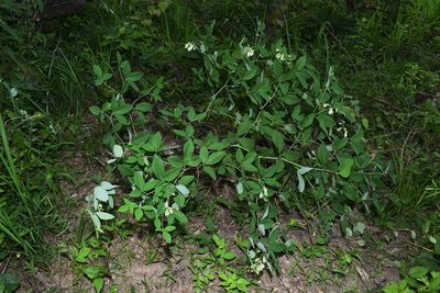 Baptisia megacarpa, photographed by Brian Finzel