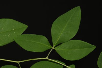 Baptisia megacarpa, photographed by Brian Finzel