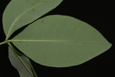 Baptisia megacarpa, photographed by Brian Finzel
