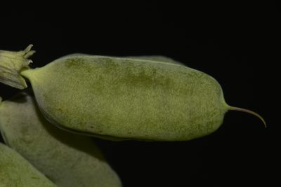 Baptisia megacarpa, photographed by Brian Finzel