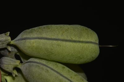 Baptisia megacarpa, photographed by Brian Finzel