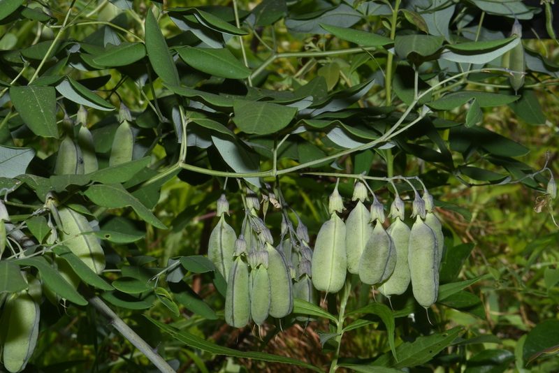 Baptisia megacarpa, photographed by Brian Finzel
