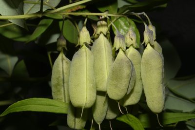 Baptisia megacarpa, photographed by Brian Finzel