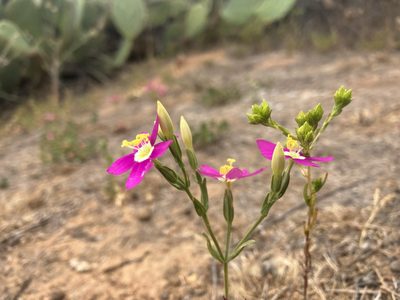 Zeltnera venusta, photographed by Jess Mullins