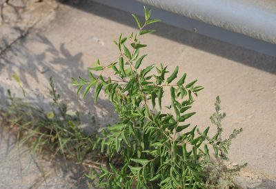 Ziziphus jujuba, photographed by Zinogre