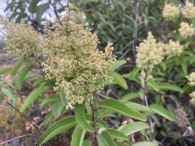 Malosma laurina, photographed by Jess Mullins
