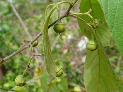 Colubrina yucatanensis, photographed by Alexis López Hernández