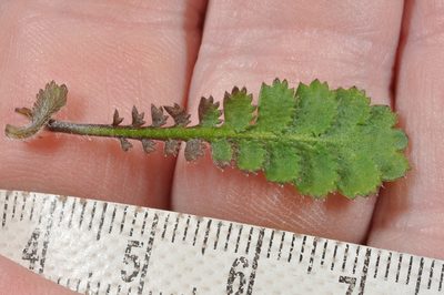Leptinella traillii, photographed by Pieter Pelser