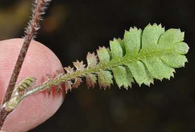 Leptinella traillii, photographed by Pieter Pelser
