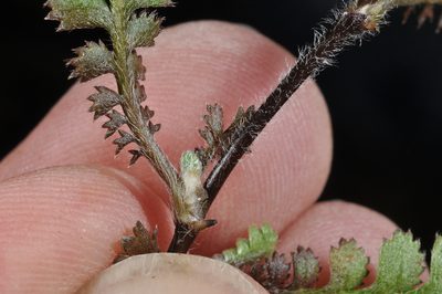 Leptinella traillii, photographed by Pieter Pelser