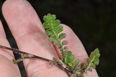 Leptinella traillii, photographed by Pieter Pelser