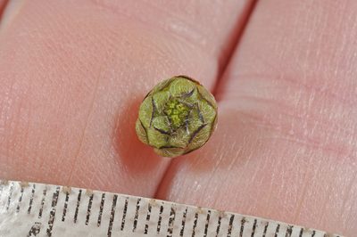 Leptinella traillii, photographed by Pieter Pelser