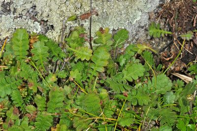 Leptinella traillii, photographed by Pieter Pelser