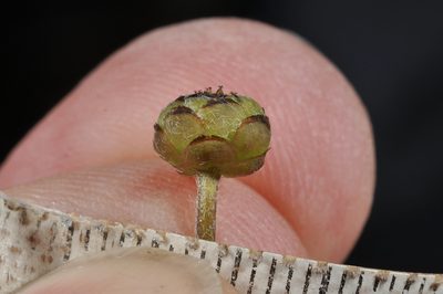Leptinella traillii, photographed by Pieter Pelser