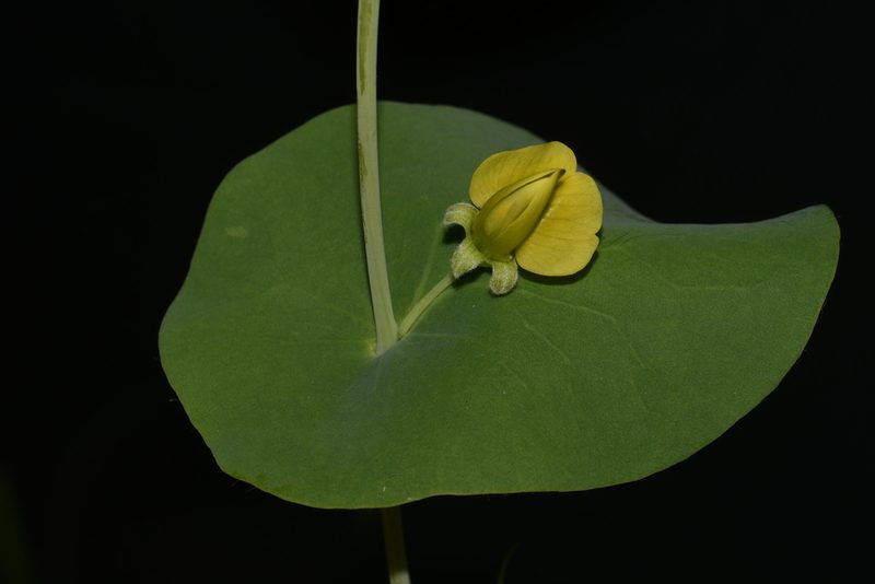 Baptisia perfoliata, photographed by Brian Finzel