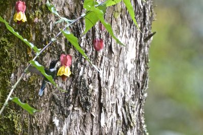 Callianthe megapotamica, photographed by Jay Pruett