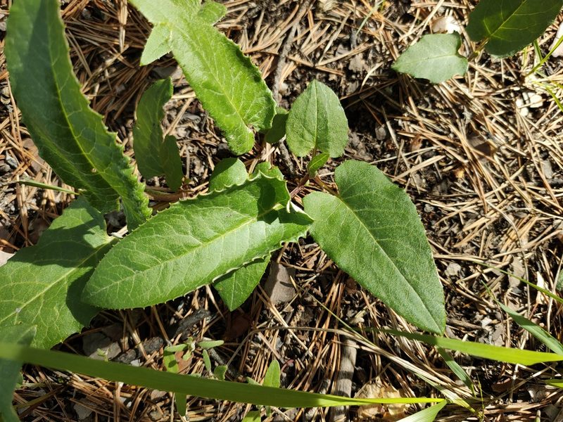 Saussurea controversa, photographed by Евгений Егорейченков