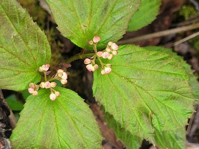 Viburnum edule, photographed by Lauren Bosch