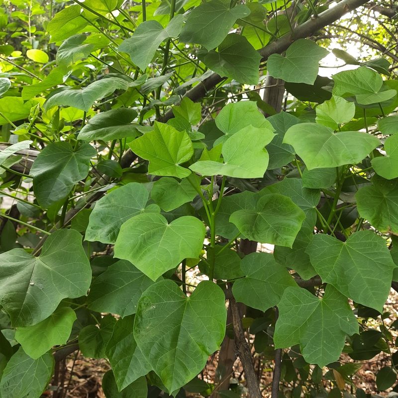 Jatropha curcas, photographed by Prasanta Hembram